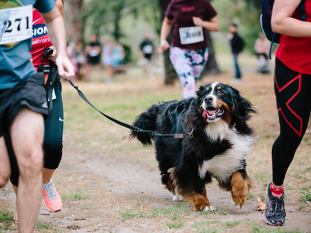 Run to the Dog Run to the Dog