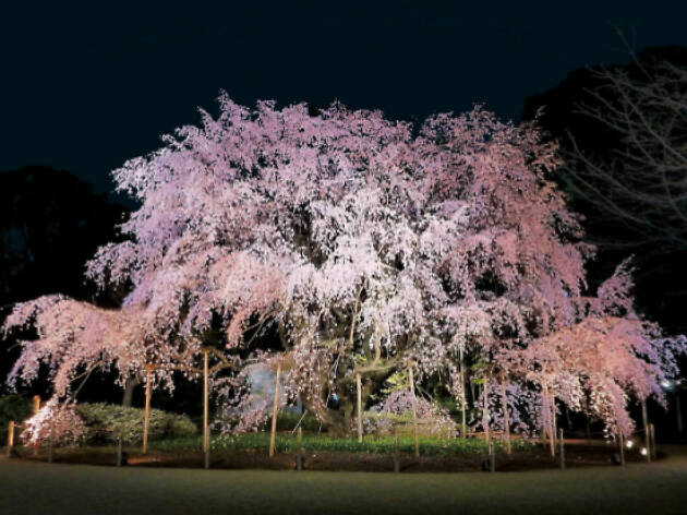 しだれ桜と大名庭園のライトアップ しだれ桜と大名庭園のライトアップ
