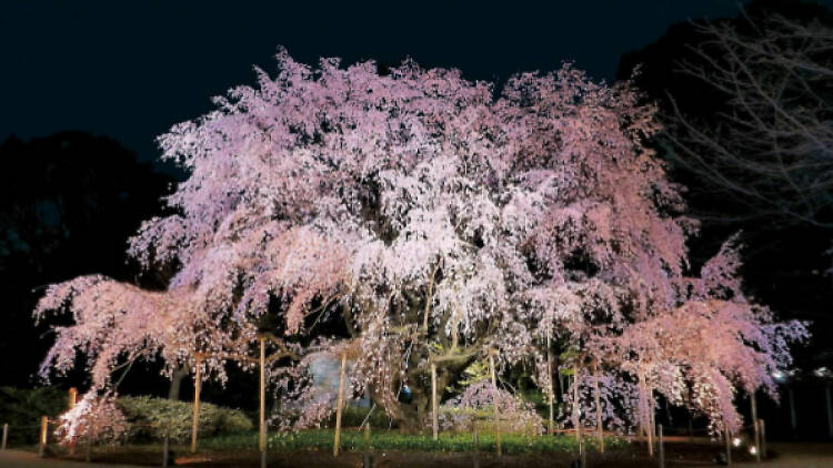 しだれ桜と大名庭園のライトアップ