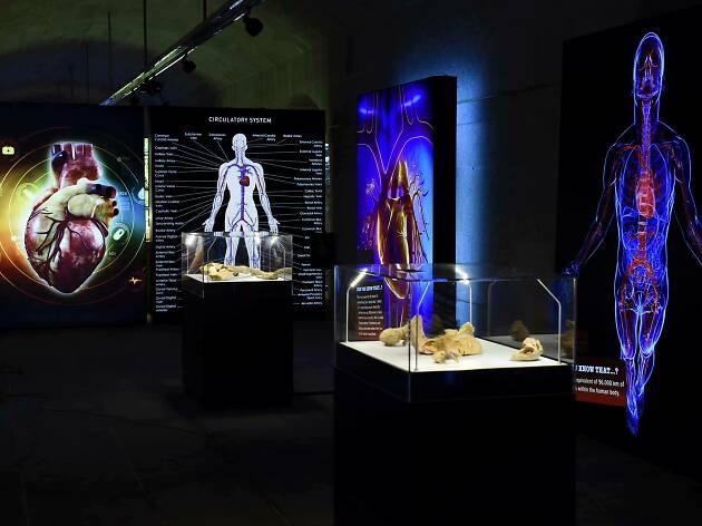 'Corpo Humano - A Ciência da Vida': conheça a mostra artística que também funciona como aula de anatomia 'Corpo Humano - A Ciência da Vida': conheça a mostra artística que também funciona como aula de anatomia