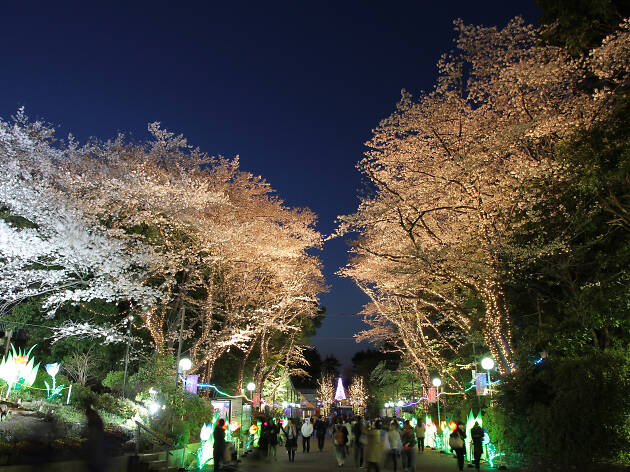 Toshimaen Cherry Blossom Festival Things To Do In Tokyo