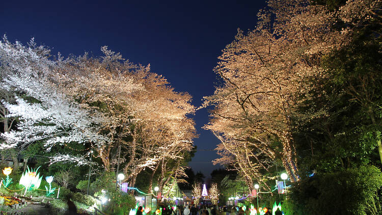 Toshimaen Cherry Blossom Festival Things To Do In Tokyo