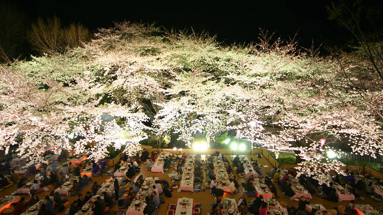 としまえん桜まつり