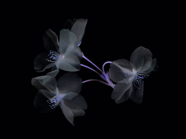 "The Art of Photography" by Yoichiro Nishimura "The Art of Photography" by Yoichiro Nishimura