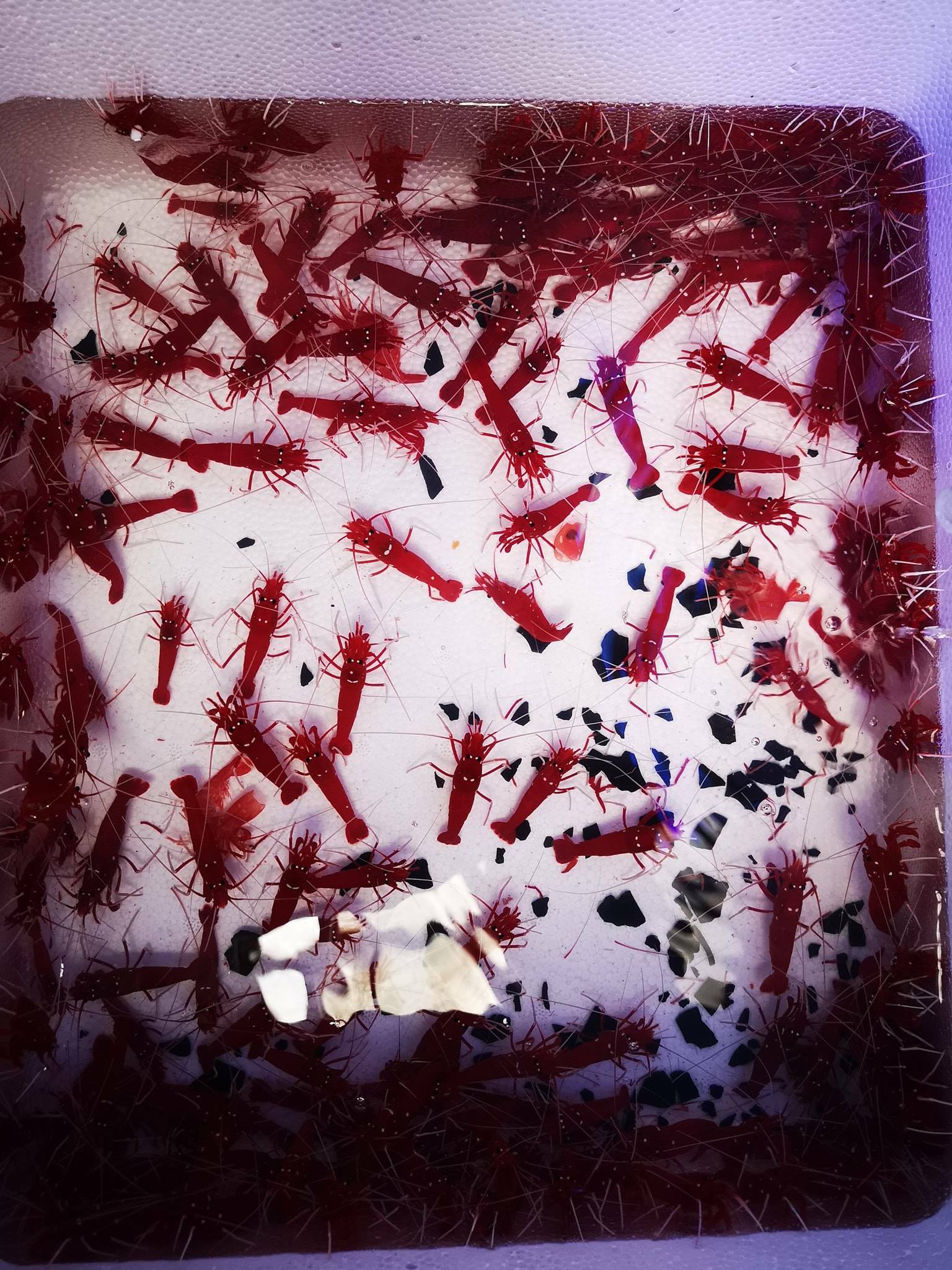 Aquarium Iwarna Things to do in Pasir Ris, Singapore