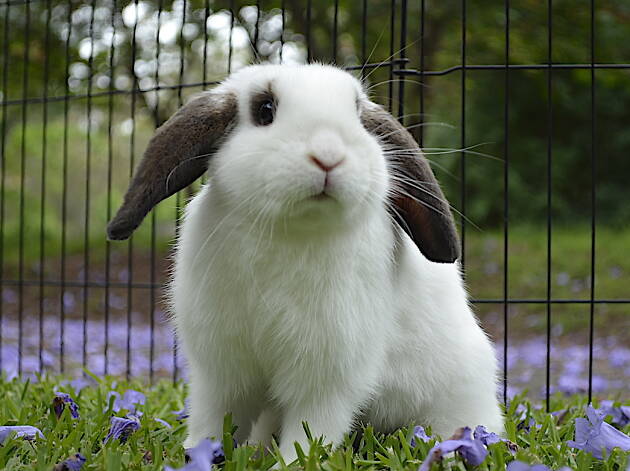 A black and white bunny that is up for adoption