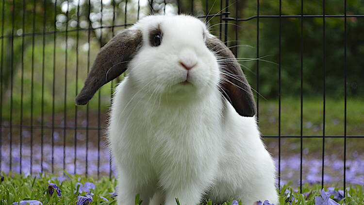 A black and white bunny that is up for adoption
