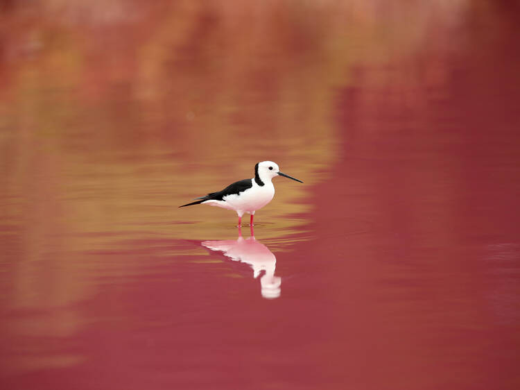 How do lakes like these turn pink?