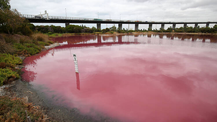 See the bizarre pink lake that pops up in Melbourne
