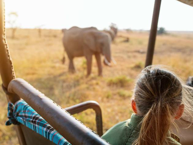 Safari Safari