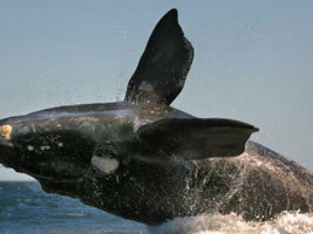 La ballena franca La ballena franca