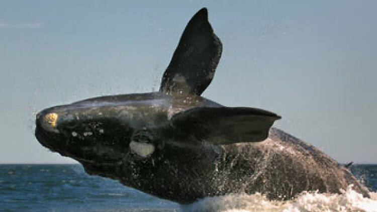 La ballena franca