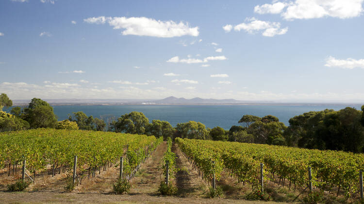 Vineyards overlooking the ocean at Terindah Estate