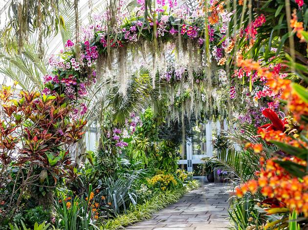 The Orchid Show Things To Do In New York