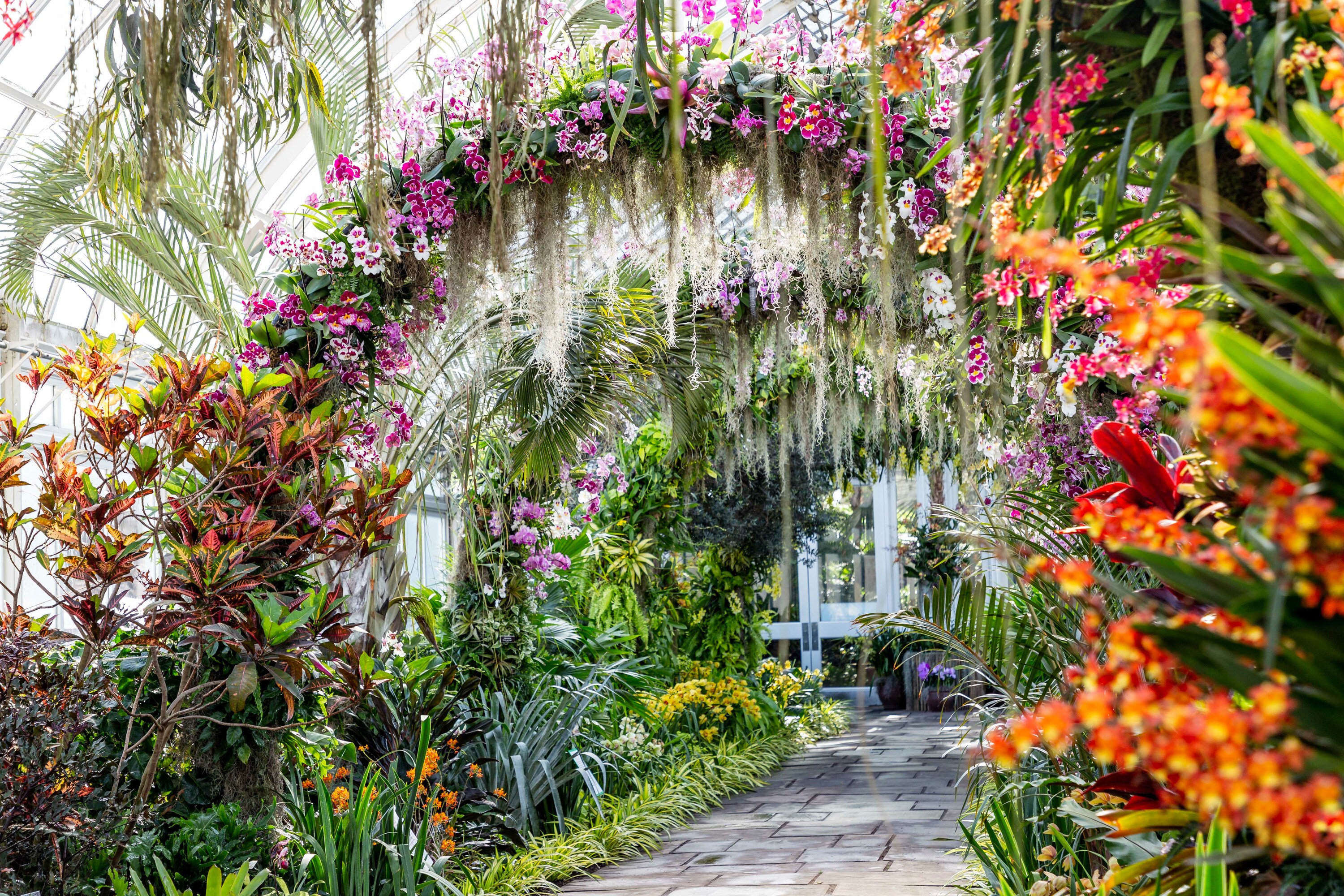Цветочный магазин экзотические цветы. Сингапур парк орхидей. Сингапур Орхидейная оранжерея. Сингапур Ботанический сад орхидей. Оранжерея Лонгвуд Гарденс.