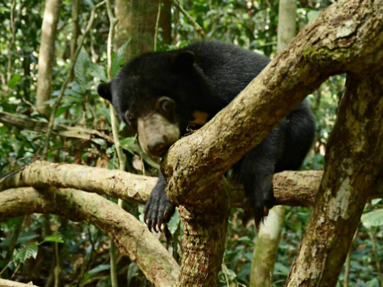 Bornean Sun Bear Conservation Centre