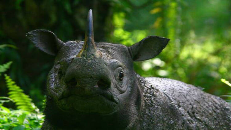 Borneo Rhino Alliance (BORA)