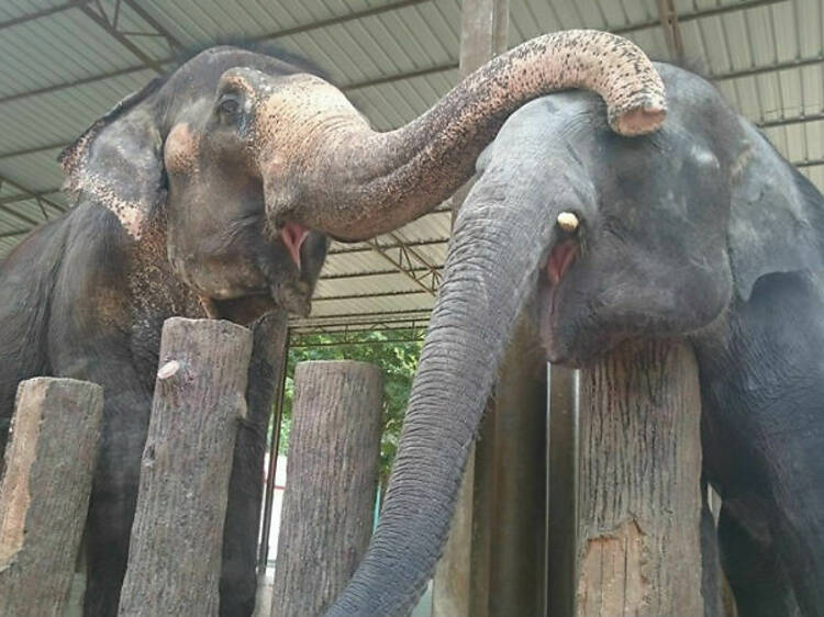 Kuala Gandah Elephant Conservation Centre