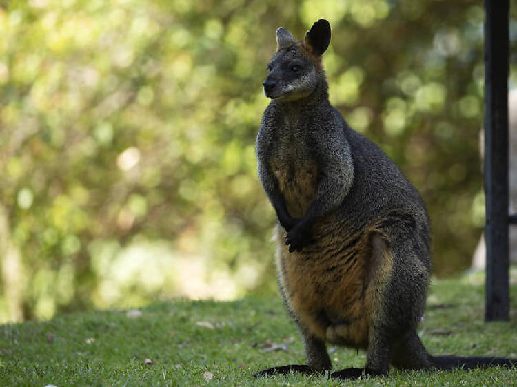 Currawong