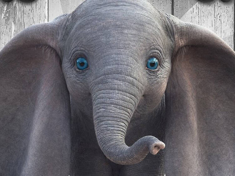 Dumbo