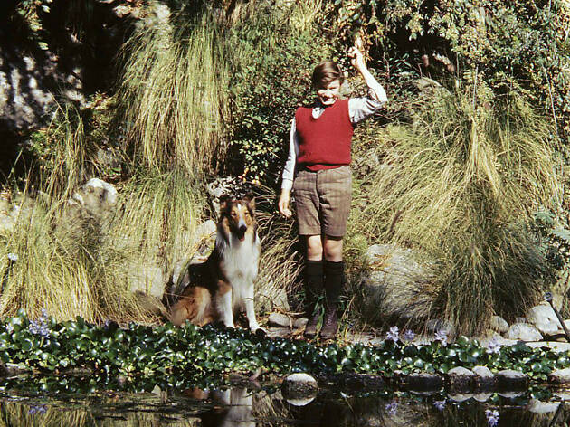 30 Best Animal Movies To Watch As A Family