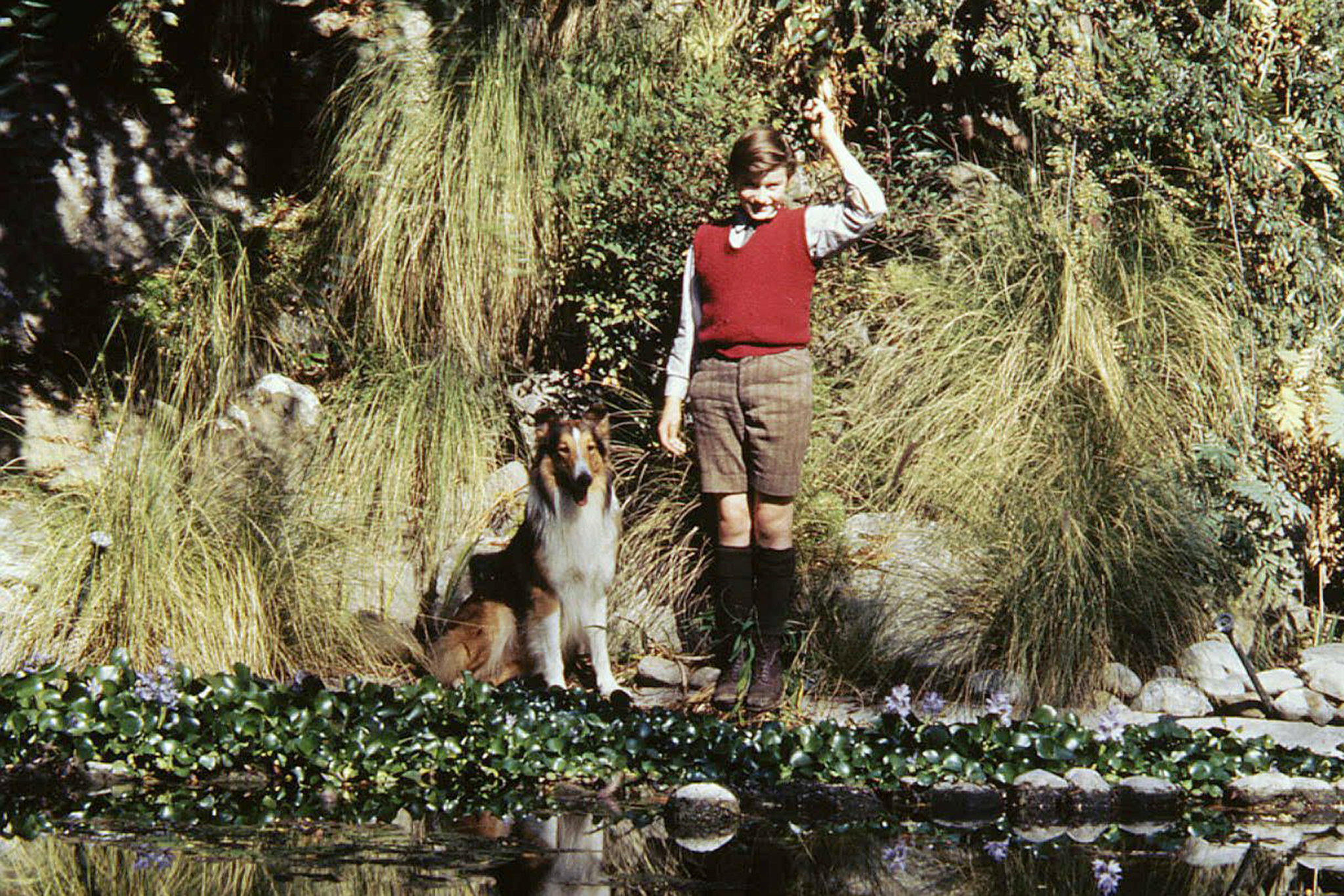 30 Best Animal Movies To Watch As A Family