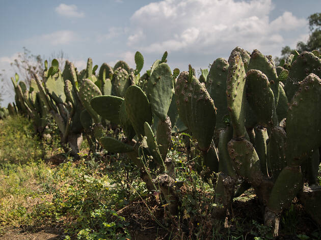 La Ruta de la Milpa La Ruta de la Milpa en Milpa Alta