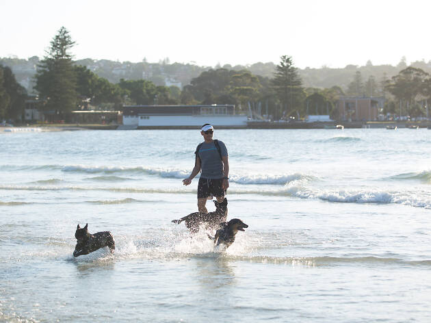 Man walking his dogs in the water at Rose Bay.