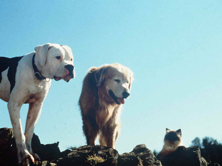 Homeward Bound: The Incredible Journey (1993)