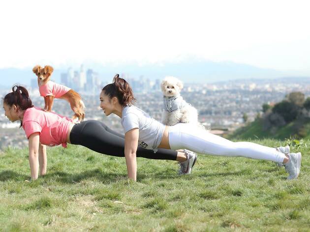 Puppies & Planks