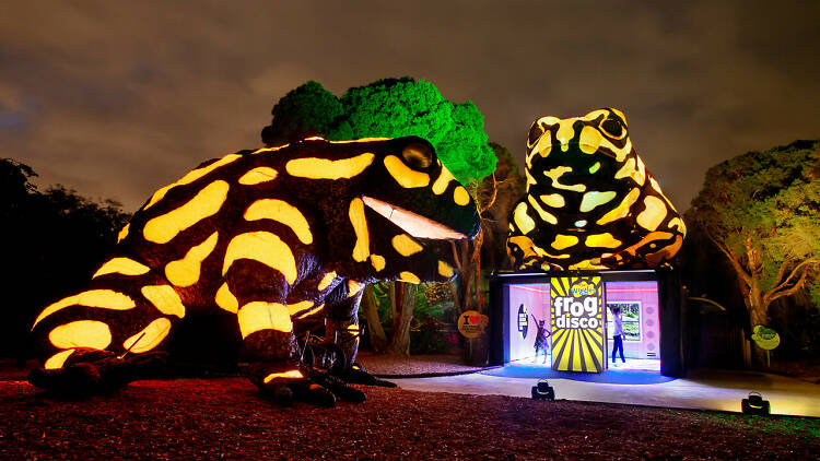 Two giant neon corroboree frogs at Melbourne Zoo