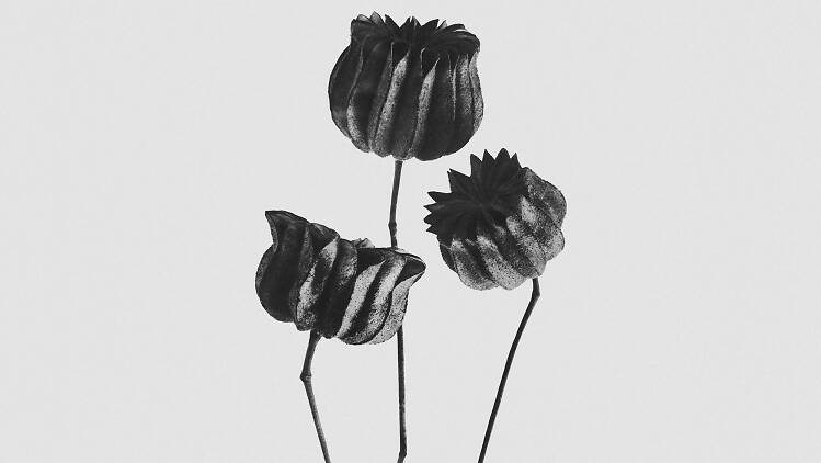Loewe - Karl Blossfeldt Loewe - Karl Blossfeldt