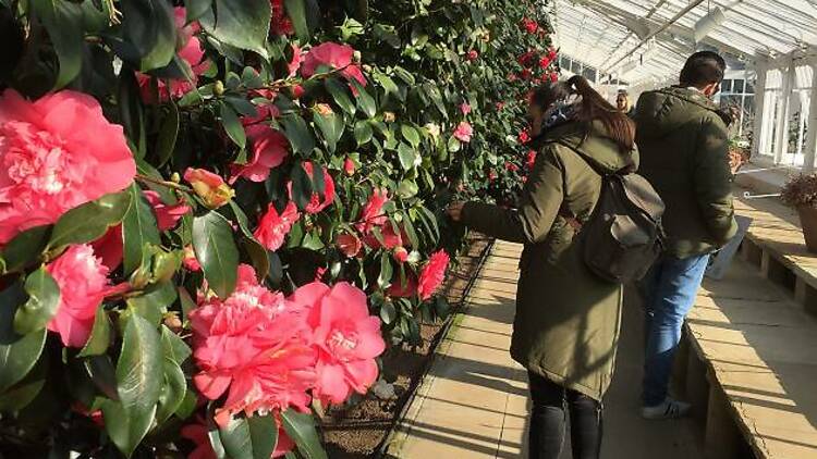 Let Chiswick House’s camellias make your eyes pop 