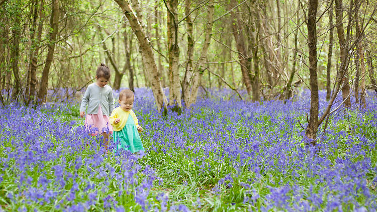 Frolic through the bluebells in Wanstead Park