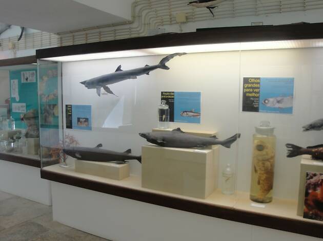 Museu Oceanográfico Museu Oceanográfico