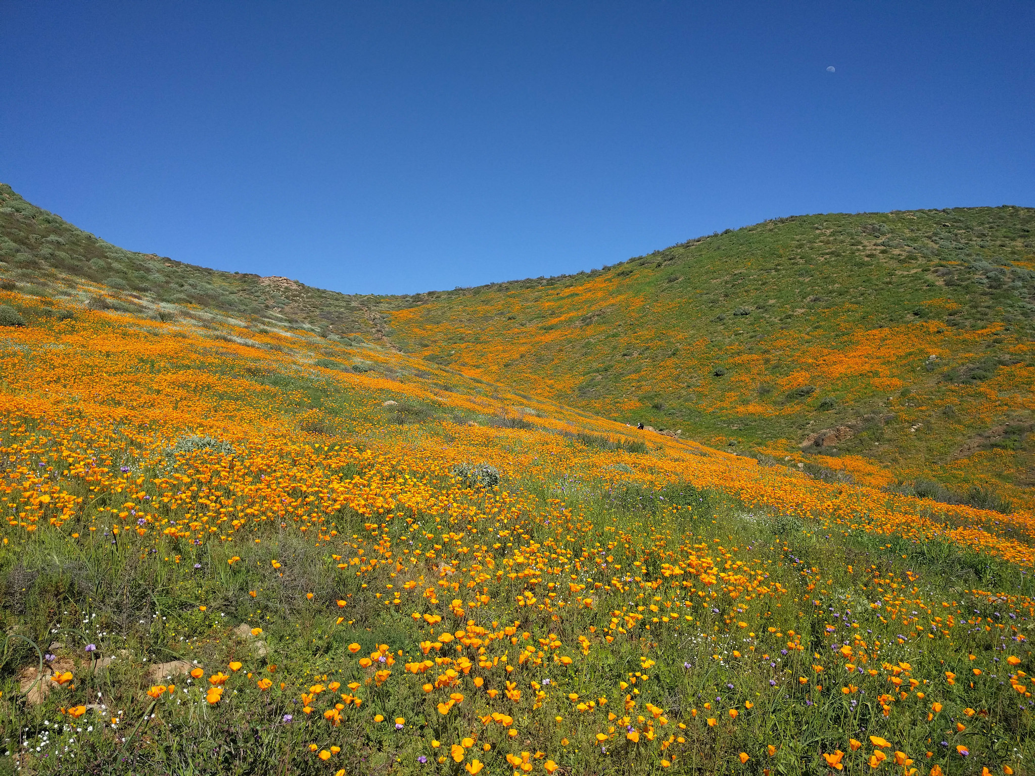 Best Places to See Southern California Wildflowers This Year