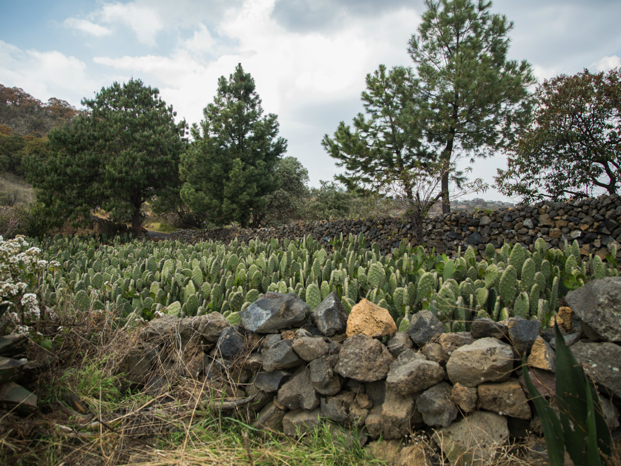 10 lugares que debes conocer en Milpa Alta, al sur de la CDMX