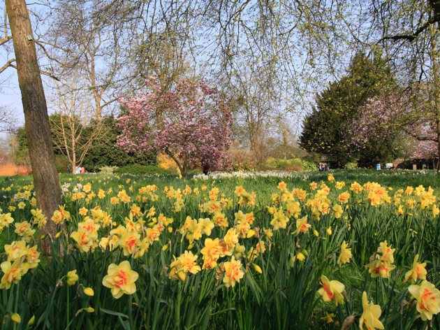 Here are the best places to see daffodils in London