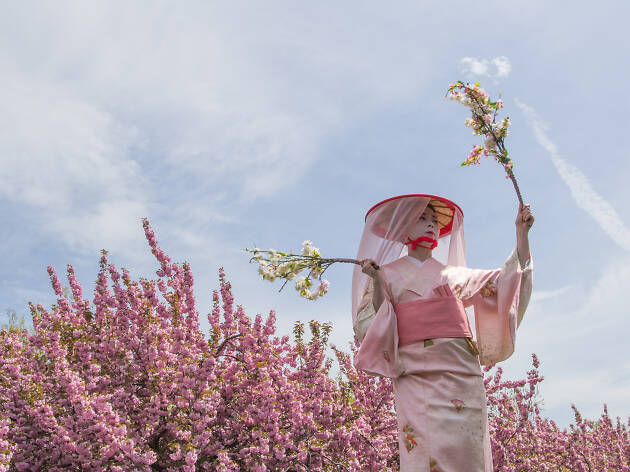 Sakura Report - Sakura Matsuri Cherry Blossom Festival NYC Guide 2019