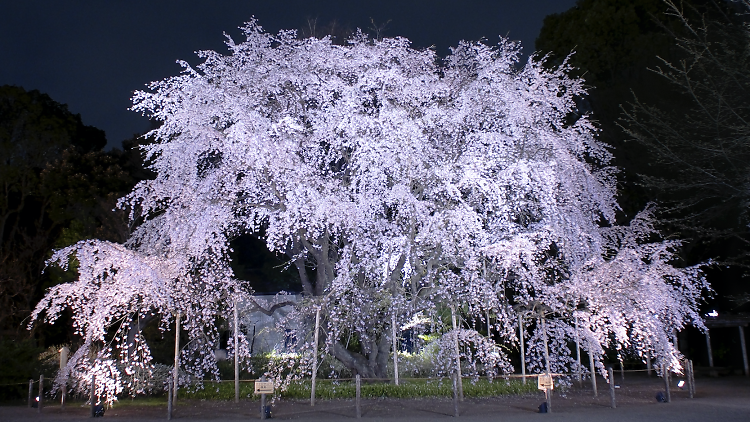 Rikugien Cherry Blossom Light-up