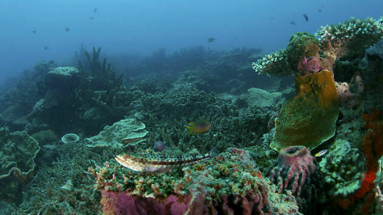 Pulau Lankayan