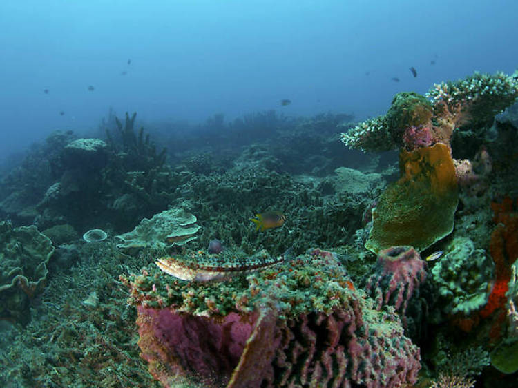 Pulau Lankayan