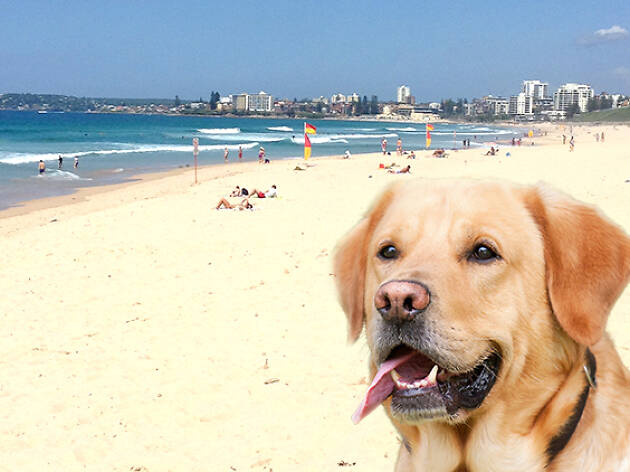Dog standing on the beach at Greenhills Beach Cronulla