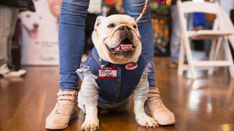 Dog wearing a shirt standing with owner.