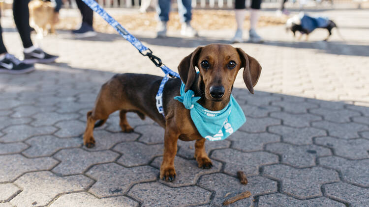 The Million Paws Walk (Photograph: Supplied)