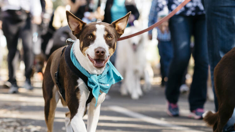 The Million Paws Walk (Photograph: Supplied)