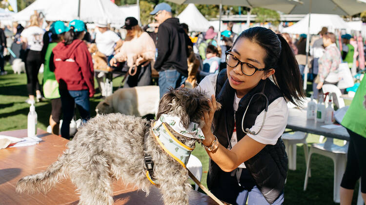 The Million Paws Walk (Photograph: Supplied)