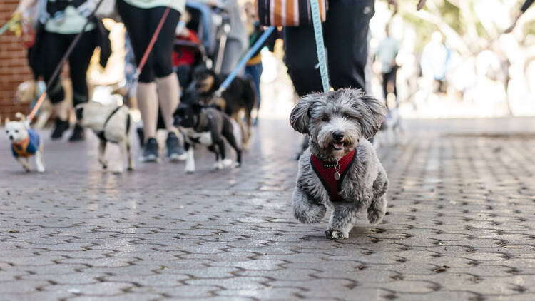 The Million Paws Walk (Photograph: Supplied)