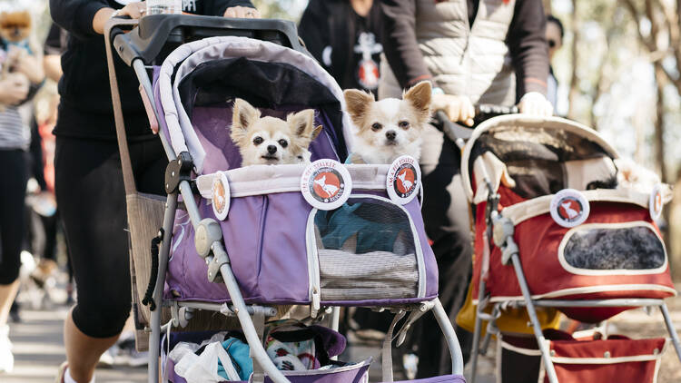 The Million Paws Walk (Photograph: Supplied)
