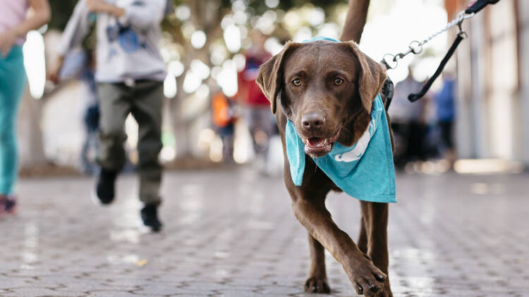 The Million Paws Walk (Photograph: Supplied)